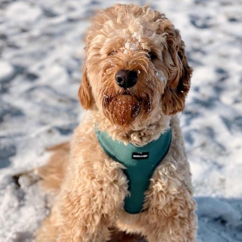 Adjustable Corduroy Dog Harness - Moss