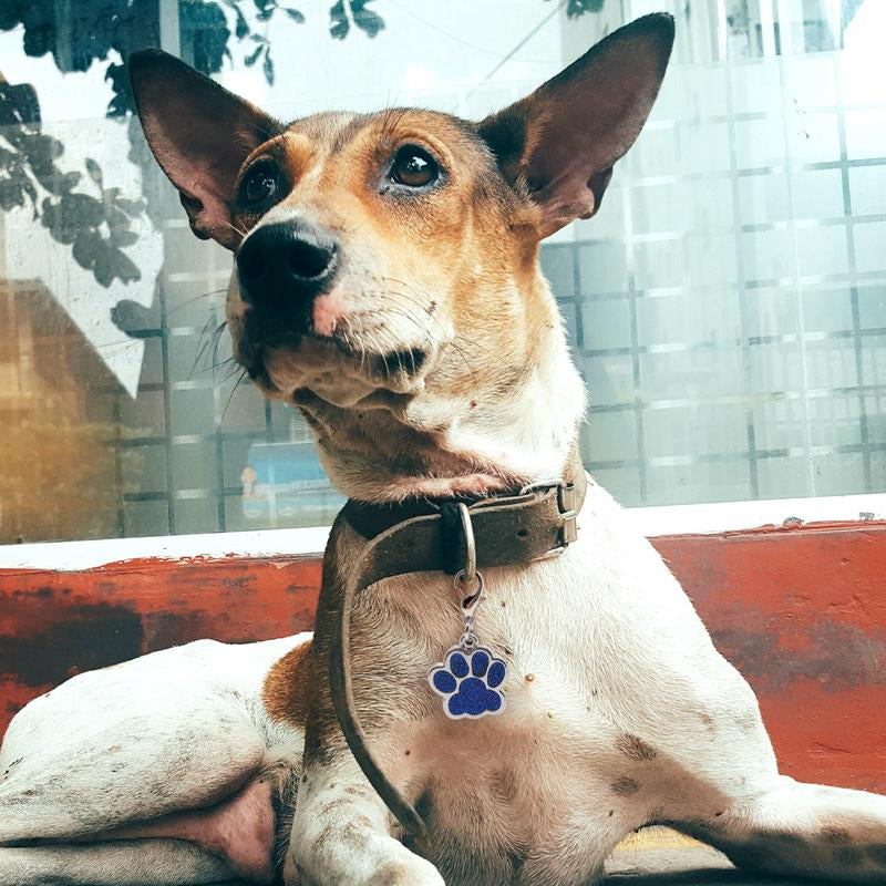 LIVEKEY Personalized Pet Dog Tags Engraved Dog Name Tags Waterproof Glitter Footprint Cat ID Tags