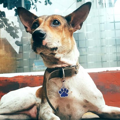 LIVEKEY Personalized Pet Dog Tags Engraved Dog Name Tags Waterproof Glitter Footprint Cat ID Tags