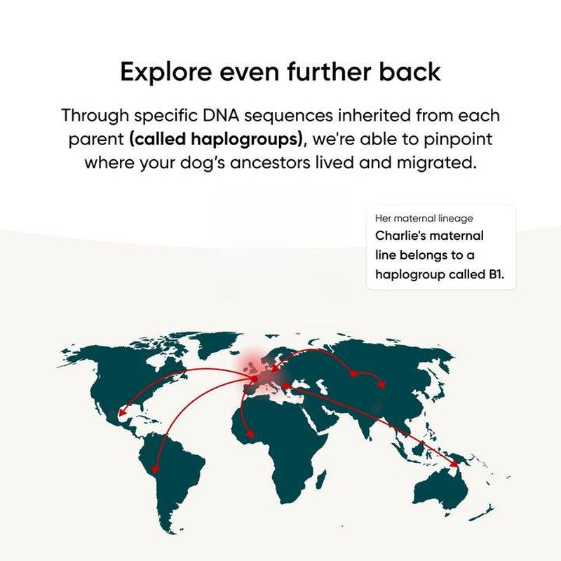 Breed + Health Dog DNA Test