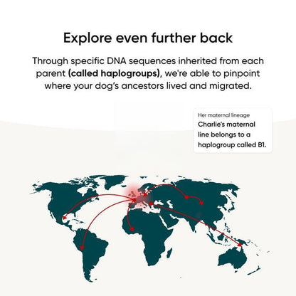 Breed + Health Dog DNA Test