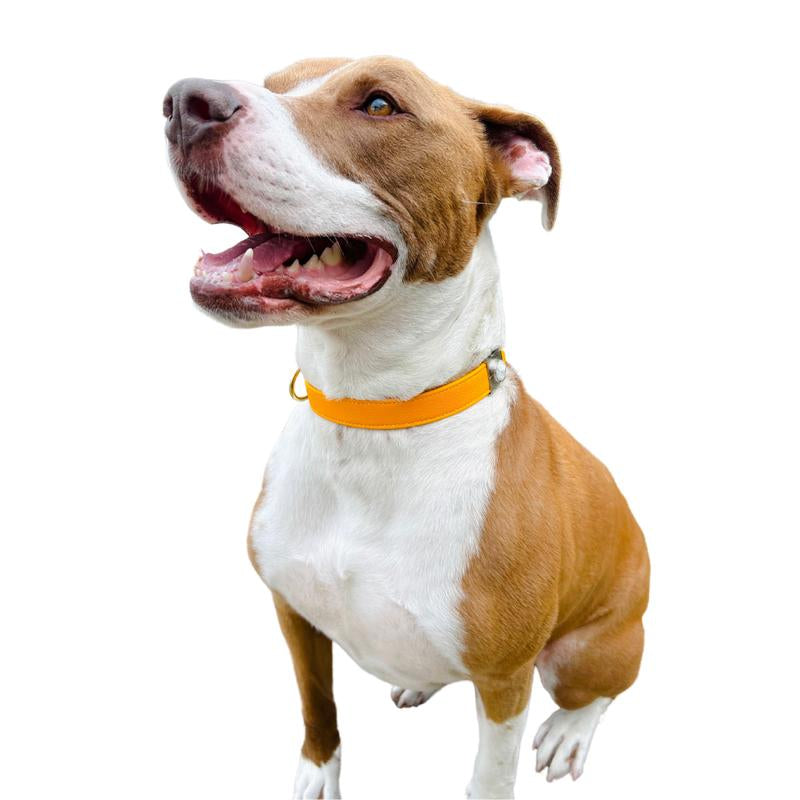 Sunflower Cactus Collar