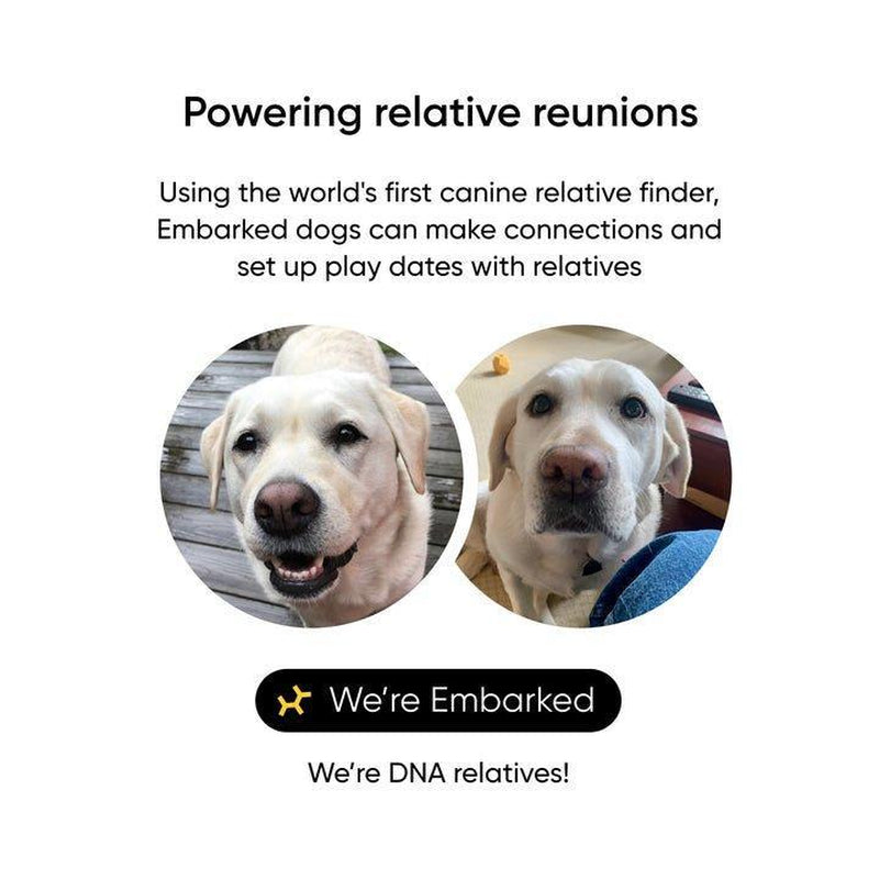 Breed + Health Dog DNA Test