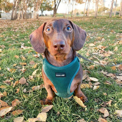 Adjustable Corduroy Dog Harness - Moss