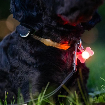 Brightz Pup Brightz 2-Pack Illuminated LED Dog Collar Charms Rainbow Glow Lights for Night Walks Waterproof & Durable with Paw Print & Bone Charms